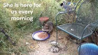 Thumbnail: August Garden 2026 Cats Butterflies and Raccoons