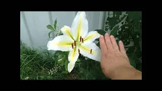 Thumbnail: Blooming and Harvesting in July 2026 in the Ozarks