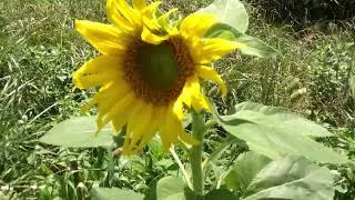 Thumbnail: June 2026 Garden WalkThrough with Fast Moving Clouds