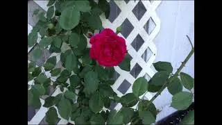 Thumbnail: Blooming in May 2026