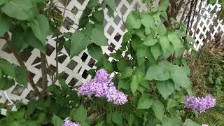 Thumbnail: Spring 2026 in the Ozarks