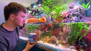 Thumbnail: What I Actually Feed My Fish (After Years of Testing)