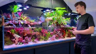 Thumbnail: A Year Ago I Built a Saltwater Paludarium, This Happened 