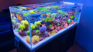 Thumbnail: A 15-Year Reefing Journey: 250 Gallon Custom Reef Tank