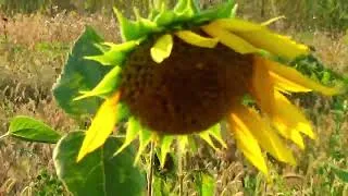 Thumbnail: Nana Mouskouri, Aimer quand même, until wartime