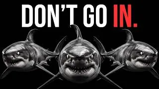 Thumbnail: Why You Should Be Terrified of Great White Sharks