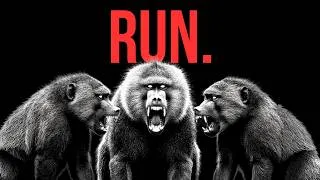 Thumbnail: Why Leopards Are Terrified of Baboon Troops