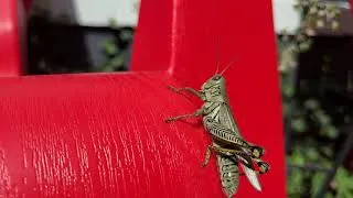 Thumbnail: EduCatOR National Geographic'n it. Boing