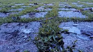 Thumbnail: SLEEP RAIN SOUNDS - Rain in a garden - Watch the raindrops in slow motion - Nature sounds for sleep