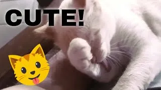 Thumbnail: My Cute Cat Grooming Herself in Slow Motion - Watch and Relax
