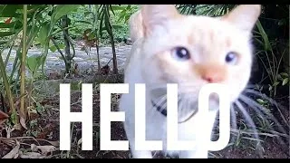 Thumbnail: The Relaxed Cat - Watch Her and LEARN How to RELAX