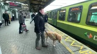 Thumbnail: Travel by bus, train, luas. Walk through busy city crowds. All in the life of a working guide dog