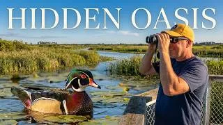Thumbnail: Canada's Top Bird Watching Site | George C. Reifel Migratory Bird Sanctuary