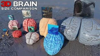 Thumbnail: Sea Monster vs Dinosaur vs Animal Brain Size | 3D Size Comparison