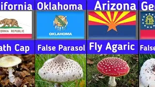 Thumbnail: 🍄 The Most Dangerous Mushroom Found in Every U.S. State 🇺🇸