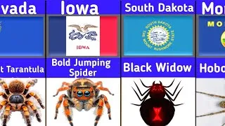 Thumbnail: 🕷️ The Most Famous Spider in Every U.S. State… Some Are HUGE! 🇺🇸