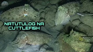Thumbnail: Ngayon lang ako Nakakita ng Natutulog na Cuttlefish at Assorted Seafoods