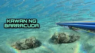 Thumbnail: Sinalubog ako ng Kawan ng BARRACUDA at nakahuli Ako ng mga Cuttlefish😱🥶🦑