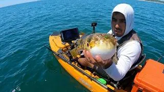 Thumbnail: "POISONOUS" Pufferfish Catch and Cook using KFC's "secret" recipe. (Northern Pufferfish)