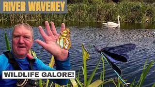 Thumbnail: Wildlife Galore!! Doing the Bungay Loop on the River Waveney!