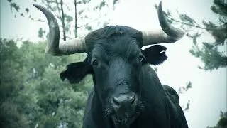 Thumbnail: BRAKE MASTERS "BULL"