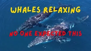 Thumbnail: Unreal Whale Action Caught Off Hastings Point — RAW Footage!