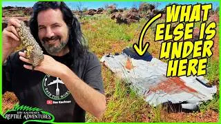 Thumbnail: I flipped every board in the AUSTRALIAN OUTBACK and found these amazing REPTILES!