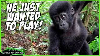 Thumbnail: Baby Gorilla's First Encounter With Humans