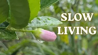 Thumbnail: Starting slow living now | Indonesian countryside