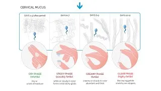 Thumbnail: Cervical Mucus - indicator of female fertility