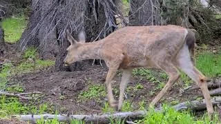 Thumbnail: Dead End Photo travels through Olympic National Park along Hurricane Ridge Road and Trail