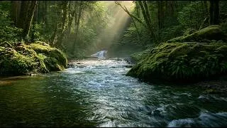 Thumbnail: Peaceful Morning Forest 🌿 River Sounds & Birdsong to Start Your Day