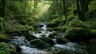 Thumbnail: Relaxing Forest River Sounds & Gentle Birdsong 🌿 Nature Sounds for Focus & Productivity