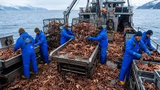 Thumbnail: Inside Alaska's Billion Dollar King Crab Fleet | The Deadliest Season on the Bering Sea