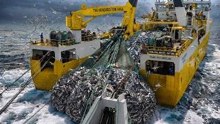 Thumbnail: A Spectacular Sight | Fishing Boat Hauls Tons of Fish in the Middle of the Ocean