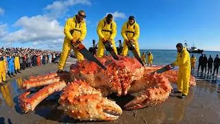 Thumbnail: Jackpot at Sea! Pulling Up 1,000 Giant King Crabs in One Trip