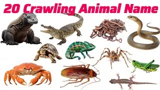 Thumbnail: 20 Crawling Animal Name रेंगने  वाले जानवरों के नाम Pre Nursery kids Picture and sound learning 