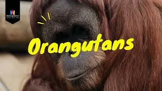 Thumbnail: ORANGUTANS | Reading Practice | English Bedtime Stories | Children and Adults