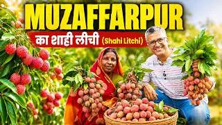 Thumbnail: Muzaffarpur Shahi Litchi: India's Litchi Capital — Farmers, Association President & Scientists Speak