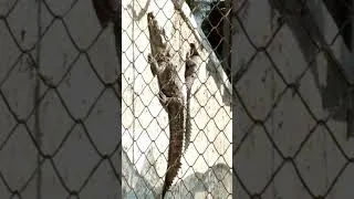 Thumbnail: Rani Bagh Zoo In  (Hyderabad )#trending #video #rani #bagh #hyderabad #sindh #viralvideo