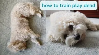 Thumbnail: Training My Dog to "Play Dead"