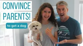 Thumbnail: How I Convinced My Parents to Get a Dog! (and how you can too)