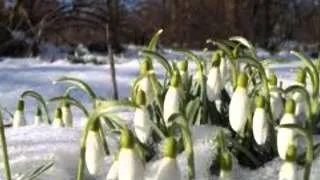Thumbnail: Grieg: "Last Spring" op. 34,  arranged for string quartet