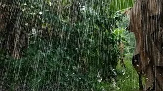 Thumbnail: ASMR Rain on Forest Leaves 🌧️ Relaxing Jungle Rain Sounds for Deep Sleep, Meditation & Stress Relief