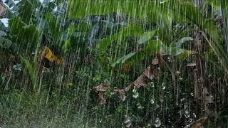 Thumbnail: Heavy Rain on Trees | Deep Rain Sounds in the Jungle for Relaxation