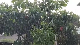 Thumbnail: Rain Through the Forest Canopy 🌧️🍃 Peaceful Rain on Leaves and Trees for Sleep, Relaxation & Focus