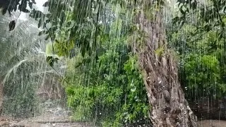 Thumbnail: Soothing Rain on Tree Leaves 🌿🌧️ Natural Forest Ambience for Deep Relaxation, Sleep & Focus