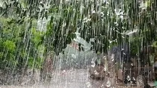 Thumbnail: Rain on Leaves & Forest Trees 🌿🌧️ Peaceful Nature Rain Sounds for Relaxation, Sleep & Stress Relief