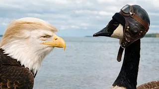 Thumbnail: Canadian Resistance Army - Lake Ontario (Official Music Video)
