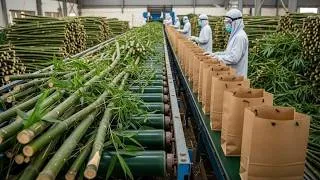 Thumbnail: How Bamboo Turns Into Paper Bags | Full Manufacturing Process Documentary
